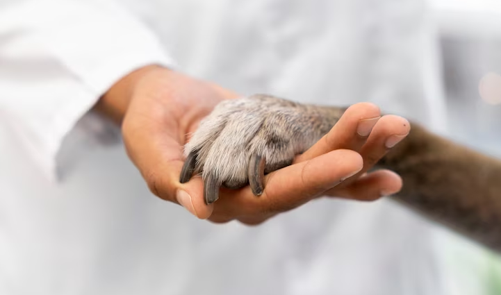 VetPet Central — online vet help
